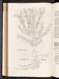 BT3.267.5 p.78 Boróka, illusztráció: Leonhart Fuchs A rasszizmus története, 1542